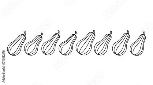 Hand drawn line art of eight delicata squash arranged horizontally isolated on white vector
