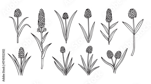 Botanical line drawings of various wildflower spikes and seed heads artistic collection vector