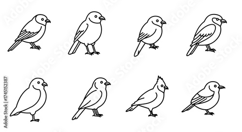 Black and white outline birds collection: simple line art for design projects