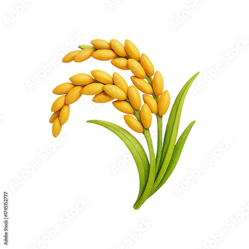 Golden rice stalk with green leaves isolated on transparent background