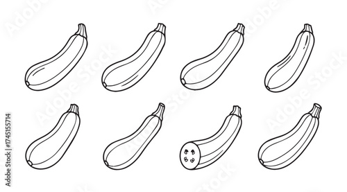 Hand drawn zucchini collection featuring various angles and a cross-sectional view vector