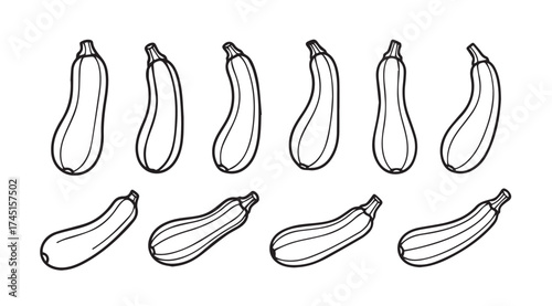 Hand drawn zucchini vegetable collection various angles isolated fresh organic produce line art drawing vector