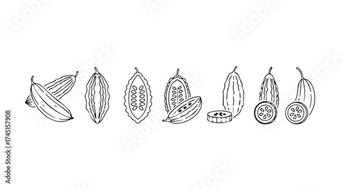 Hand drawn botanical line art collection of various gourds and squashes isolated on white vector