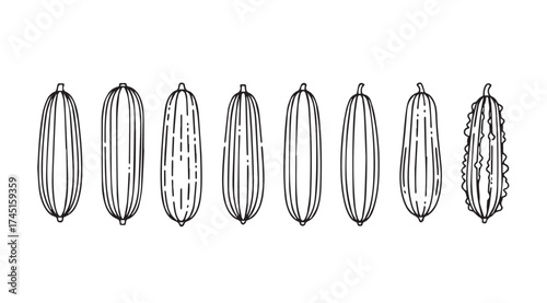 Hand drawn botanical sketch of cardamom pods isolated on white studio background vector