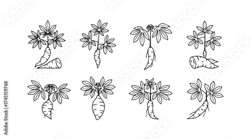 Set of stylized botanical line drawings depicting root vegetables and plants in various stages of growth vector