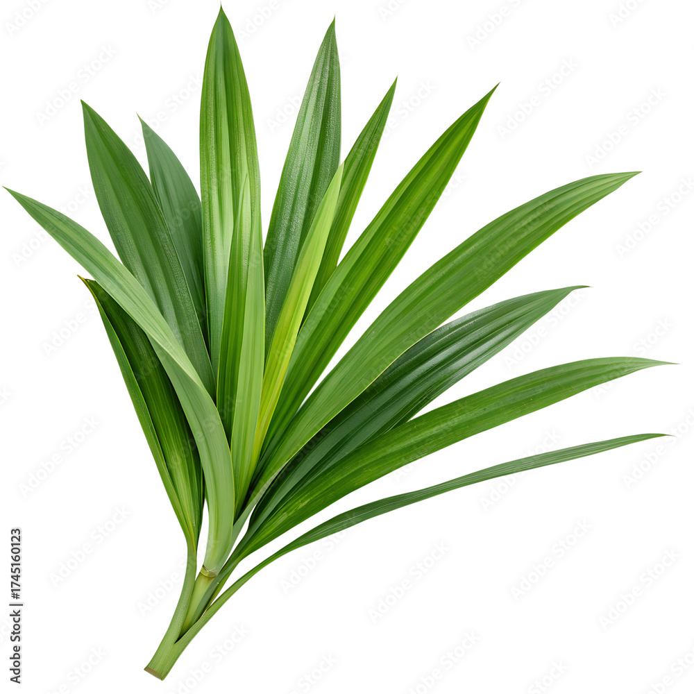 Obraz premium Image of Fresh Green Pandan Leaves Isolated on Transparent Background