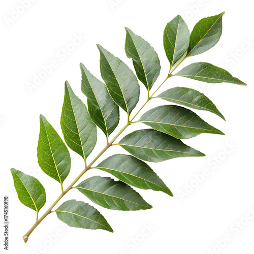 Image of Fresh Green Curry Leaf Isolated on Transparent Background