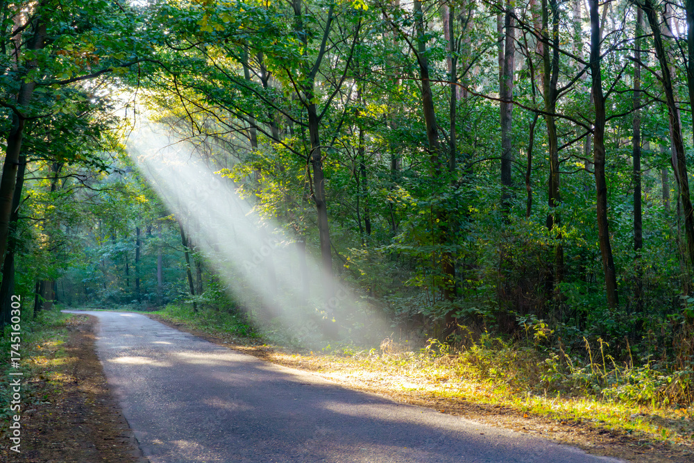 Obraz premium Morning in the forest, sunlight beams passing through tree canopies illuminating asphalt road, creating calm and atmospheric natural scenery in Polish woodland landscape