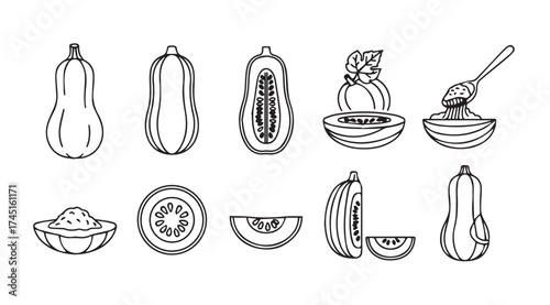 Butternut squash collection hand drawn line art collection fresh organic produce autumn harvest food ingredient seasonal vector