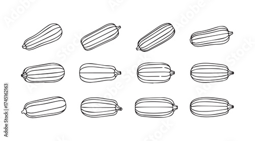 Hand drawn artistic sketch collection of various zucchini squash varieties in row layout vector