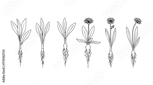 Detailed botanical line art depicting various plants with intricate roots and blossoms vector