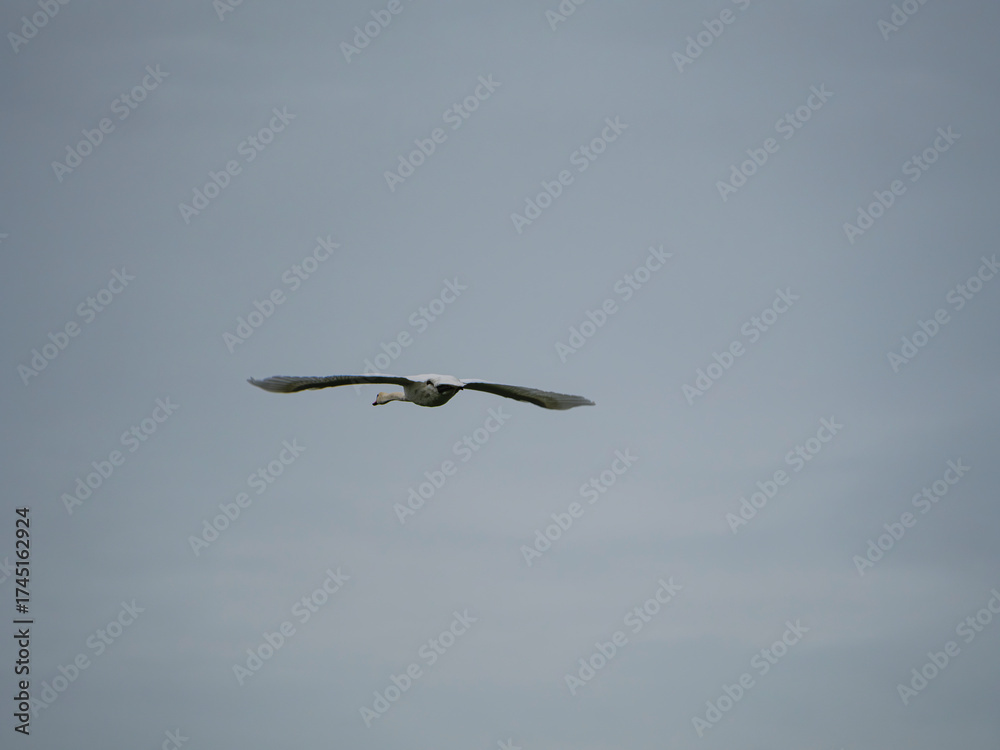 Obraz premium Swan in flight