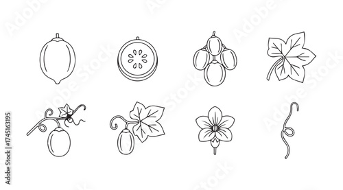 Hand-drawn cucumber plant elements botanical sketch for natural food and farming designs vector