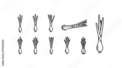 Hand drawn scallion collection fresh green onion line art vegetable food ingredient organic produce design vector