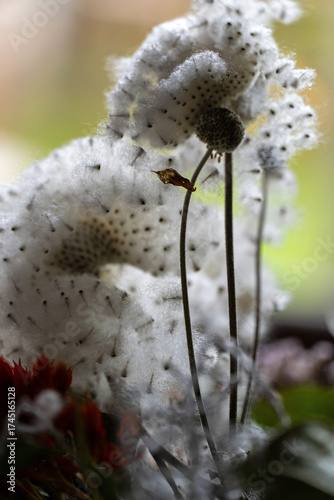 Fruchtstände der Herbst-Anemone
