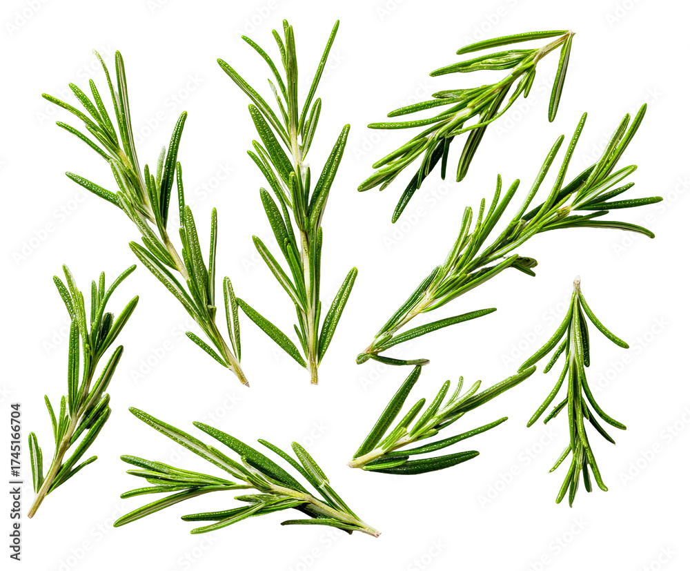 Fototapeta premium Close-up shot of multiple fresh green sprigs with tiny needle-like leaves