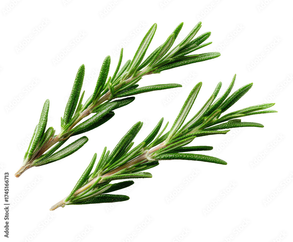 Fototapeta premium Two sprigs of fresh green herb, detailed texture and sharp focus against a black background