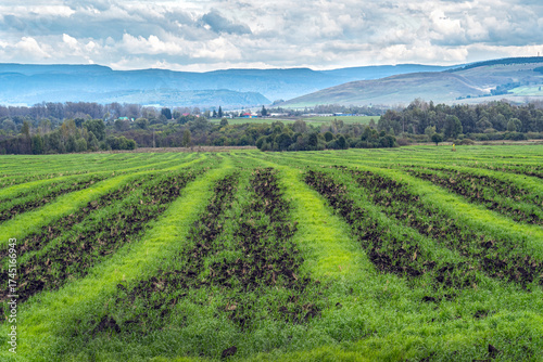 Autumn striped field after harvest with sprouted fresh greens.
