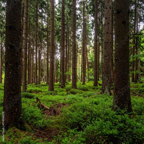 Wallpaper Mural Forest with tall spruce trees and dense lower branches creating a dark, enclosed woodland atmosphere in summer Torontodigital.ca
