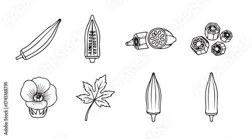 Hand drawn okra pods leaves and flower botanical sketch collection food ingredient vector