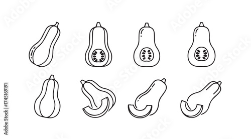 Artistic hand drawn butternut squash slices and halves collection for culinary inspiration vector