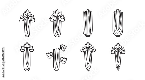 Set of hand drawn celery stalks and bunches variety of botanical line art styles vector