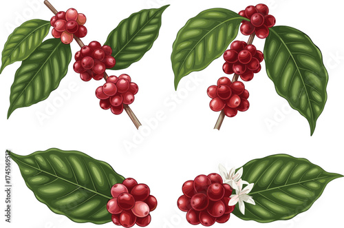 Coffee plant branch with red ripe coffee berries, green leaves and white flower, botanical illustration, organic coffee farming concept