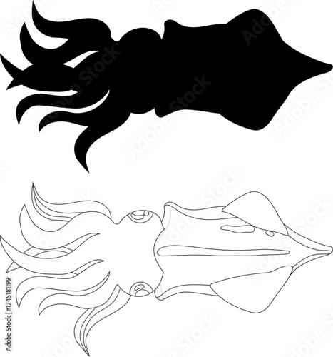 Two stylized illustrations of a squid, one in silhouette and the other as a line drawing, showcasing its tentacles and mantle.