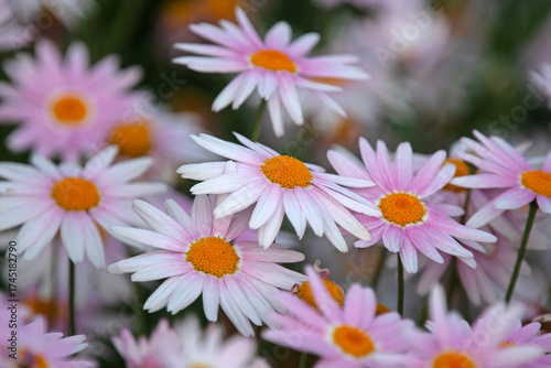 pink daisies in a garden
