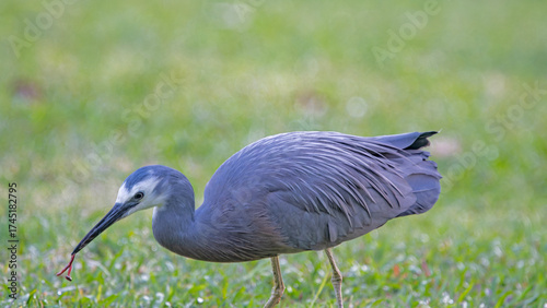blue heron in the grass with a warm