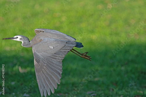 grey heron in flight