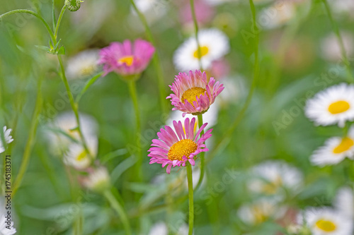 small pink daisy flowers in the meadow