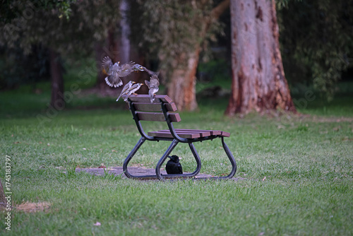Noisy minors versus Magpie in the park