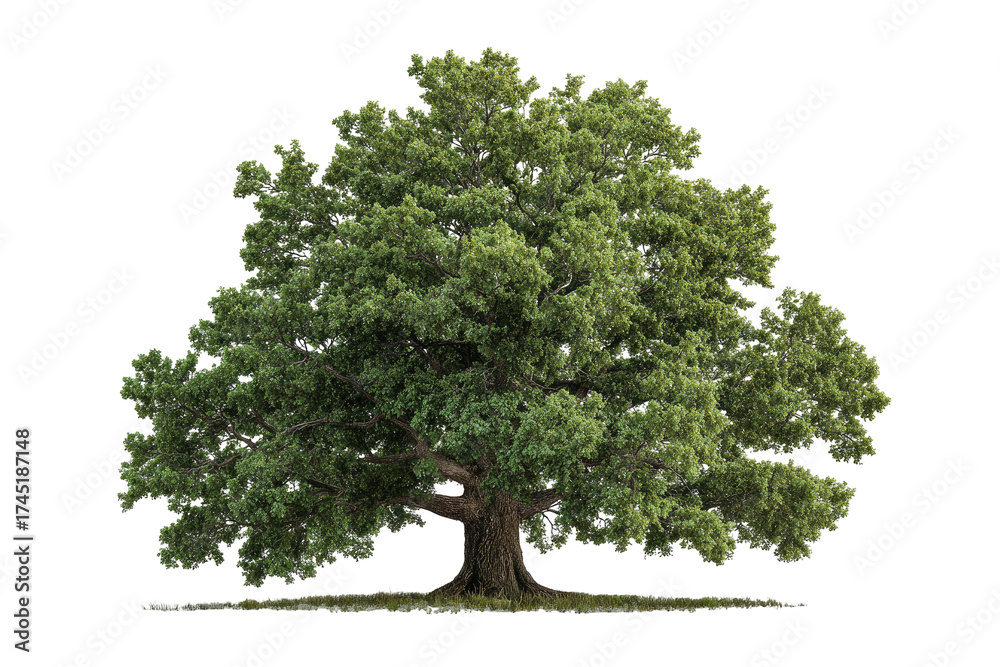 Fototapeta premium Isolated mature tree with a dense, leafy crown, dark trunk, and thin ground layer