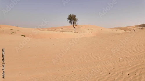 Single ghaf tree in the middle of the sand dunes in the desert in UAE