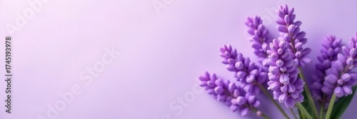Delicate lavender bunch, pastel violet backdrop, wreath, color