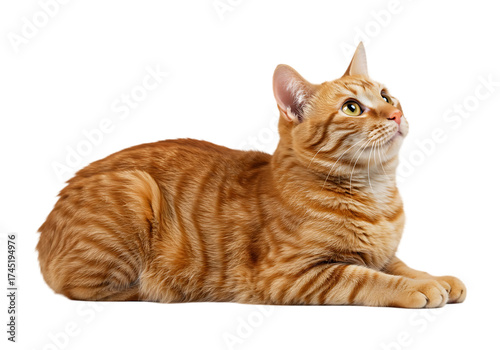 Orange tabby cat lying down looking up isolated on transparent background