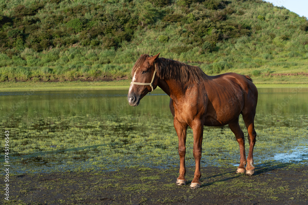 Fototapeta premium 早朝の草千里ヶ浜と馬