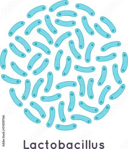 Lactobacillus bacteria microbiology concept illustration