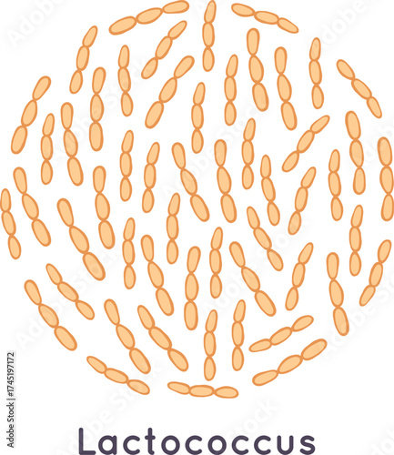 Lactococcus bacteria illustration showing microbiology and health concepts