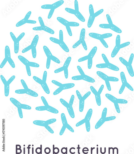 Bifidobacterium bacteria microorganisms creating gut microbiome illustration