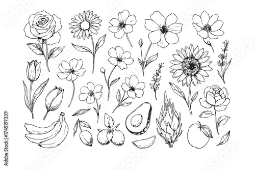 Collection of hand drawn botanical illustrations of flowers fruits and vegetables