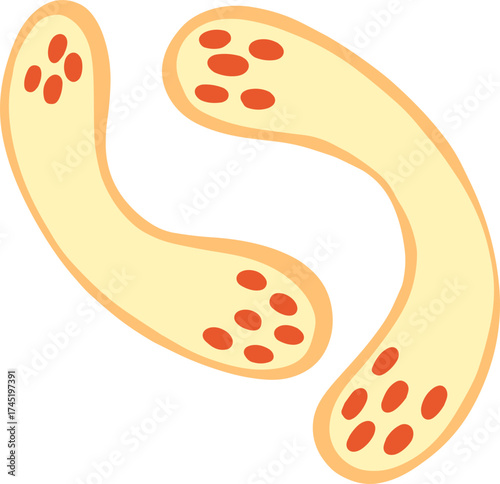 Microorganisms or bacteria propagating, representing a simple biology concept