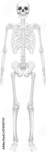 Skeleton, Human body, skeleton, Skeletal system, illustration ,Mesh gradient wes