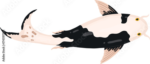 Bekko koi carp fish swimming oriental illustration