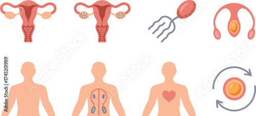 Anatomical diagrams of female reproductive system organs and cellular processes