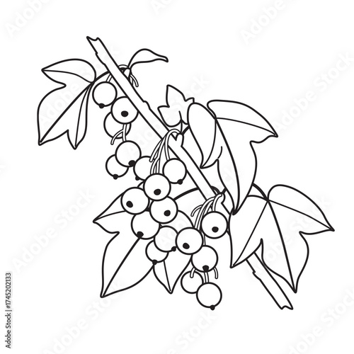 Black and White Outline Drawing Blackcurrant Branch