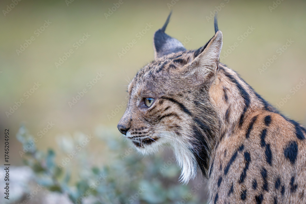Obraz premium Iberian lynx close up