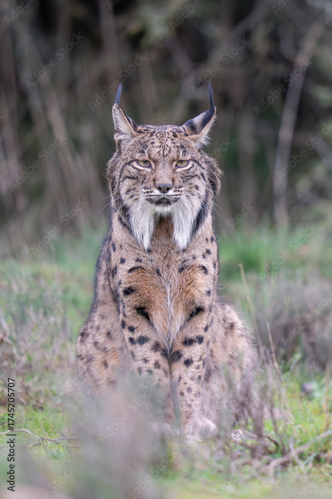 Fototapeta premium Iberian lynx in green vegetation