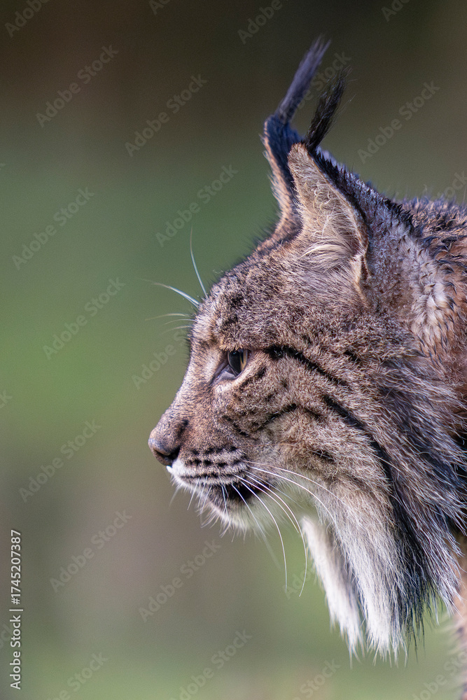 Fototapeta premium Iberian lynx close up from the side
